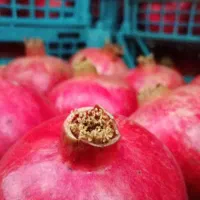 انار رباب قطرویه صادراتی|خوردنی و آشامیدنی|شیراز, کفترک|دیوار