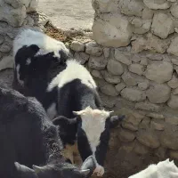 گوساله نر|حیوانات مزرعه|دهدشت, |دیوار