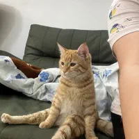 واگذاری گربه نر ۸ ماهه رایگان