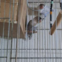 دو جفت عروس هلندی و برزیلی مولد