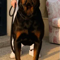 روتوایلر اروپایی جهت کشش