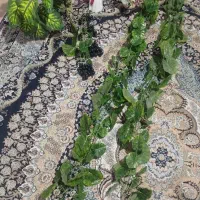 گل مصنویی درحدنو به علت اضافه بودن|گل مصنوعی|ایرانشهر, |دیوار