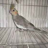 عروس هلندی|پرنده|کرمان, |دیوار