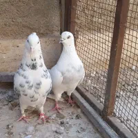 دوعدد کبوتر فروشی