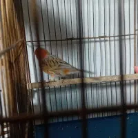 فروش قناری اوپال نر مست|پرنده|اندیمشک, |دیوار