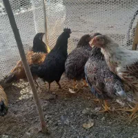 ویاندوت،وروک.لاکنزی،گلپایگان