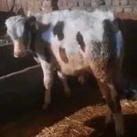 فروش ۴ تا گوساله درجه یک|حیوانات مزرعه|نهاوند, |دیوار