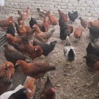 فروش تعدادی مرغ تخم گذار و ۵عدد خروس