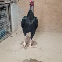 خروس لاری درجە 1|لوازم جانبی حیوانات|آرمرده, |دیوار