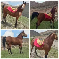 فروشی|اسب و تجهیزات اسب‌سواری|کرفتو, |دیوار