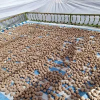 کلگ یا نان بلوط