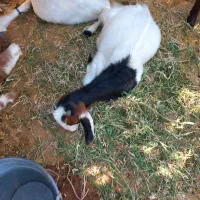 فروشی|حیوانات مزرعه|مسجد سلیمان, |دیوار