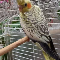 طوطی عروس زیبا