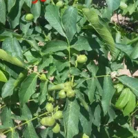 باسلام‌خدمت‌همشهریایه‌عزیز‌پیوند‌گردو‌‌چلر‌وفرنو