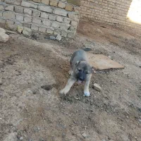سگ نگهبان|سگ|تاکستان, |دیوار