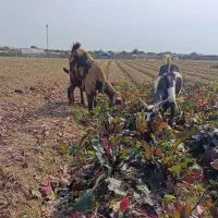 8رس‌بز‌بیگ‌3رس‌آبستن‌سنگین‌درجه.یک