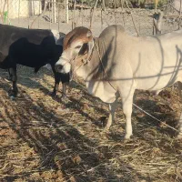 گاو نر دو تا برای قربانی|حیوانات مزرعه|کنارک, |دیوار