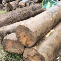 خرید درختان باغی