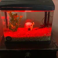 آکواریوم ماهیران طول۳۸ عرض ۲۱ ارتفاع۳۳|ماهی|تهران, لویزان|دیوار