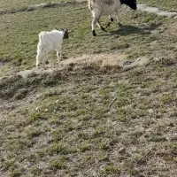 بزبزغاله|حیوانات مزرعه|مشهد, کلاته برفی|دیوار