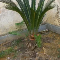 گل‌سیکاس|گل و گیاه طبیعی|رشت, رودبارتان|دیوار