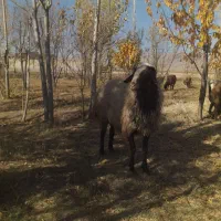 فروش قوچ نر شال|حیوانات مزرعه|پیر سلیمان, |دیوار