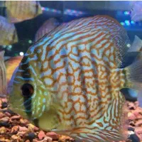 انواع ماهی دیسکس