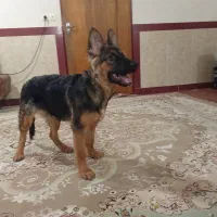 ژرمن ۵ ماهه ماده|سگ|بیستون, |دیوار