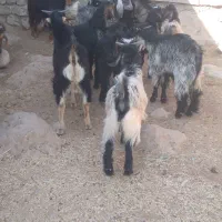 بیگ ، بره