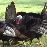 بوقلمون نر و ماده