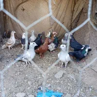 19تا کفتر نر و جوجه نر   همه جوجه خونه