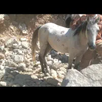 فروش اسب