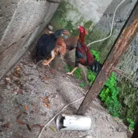 مرغ و خروس لاری|حیوانات مزرعه|رشت, جانبازان|دیوار