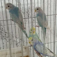 عروس هلندی مرغ عشق