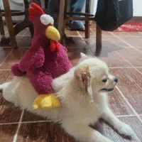 واگذاری سگ پامرین سایز صفر ماده ۳سال و نیم