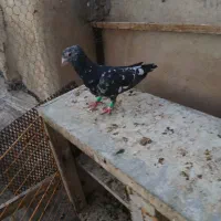 کبوتر|پرنده|لنجان, |دیوار