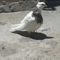 ماده طوقی|پرنده|زهک, |دیوار