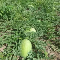 هندوانه ساکاتا