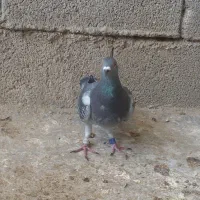 کبوتر پلاکی