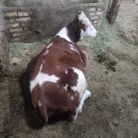 گوساله ماده سیمینتال|حیوانات مزرعه|کرانی, |دیوار