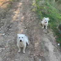 دو تا سگ  ماده