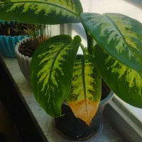 چند مدل گل|گل و گیاه طبیعی|کرج, حصارک بالا|دیوار