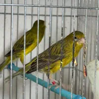 سبزجفت قناری باشش تاجوجه وتخم جفت سرخ وسفید