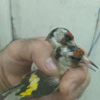 سهره|پرنده|شیراز, شریف‌آباد|دیوار