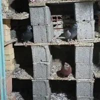 کبوترپرشی|پرنده|گمیشان, |دیوار