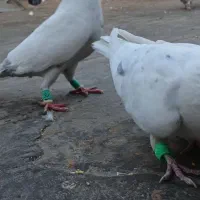 کبوتر|پرنده|مشهد, شهید جنگی|دیوار