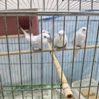 مرغ عشق