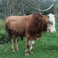 لیشه حامله و ورزا