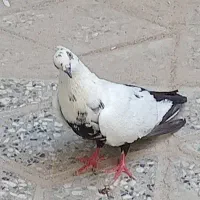 ماده گوره (گرفتنی)