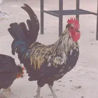 دو خروس|رایانه همراه|شادگان, |دیوار